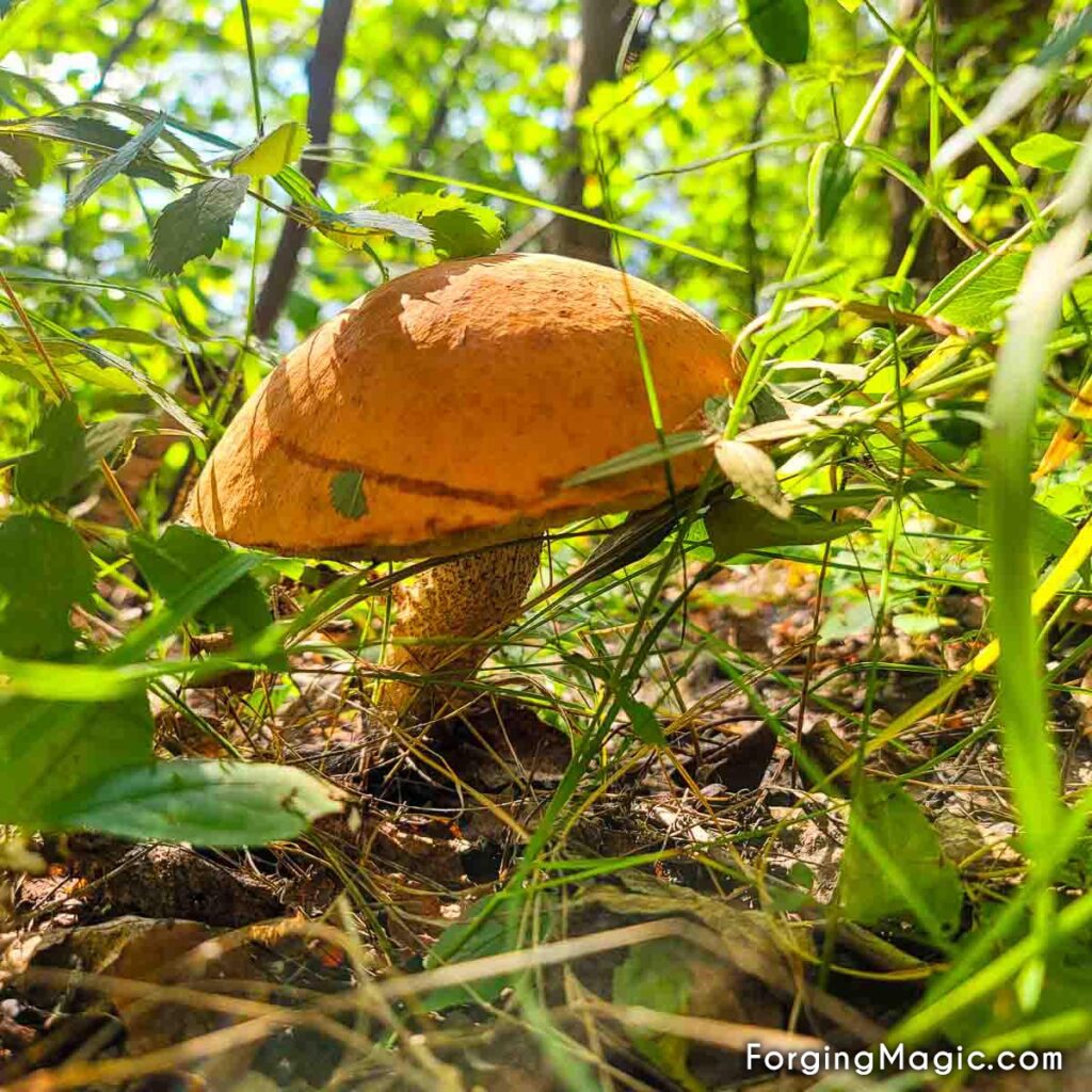 A mushroom that looks like fairies may be hiding underneath