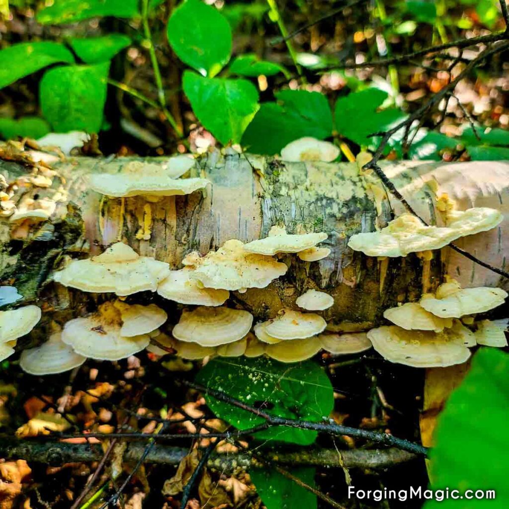 Gorgeous mushrooms growing on a fallen tree