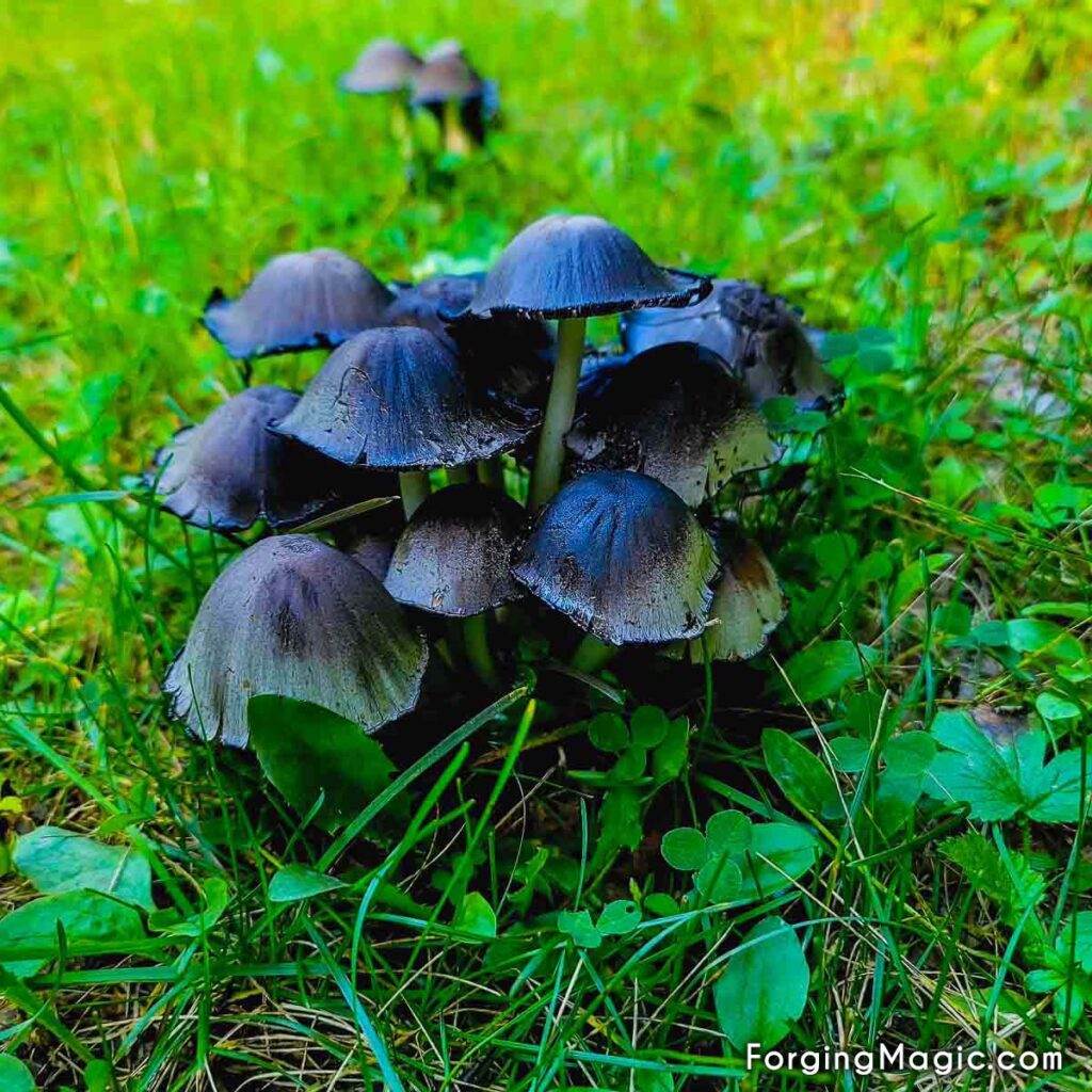 Black mushrooms in the forest