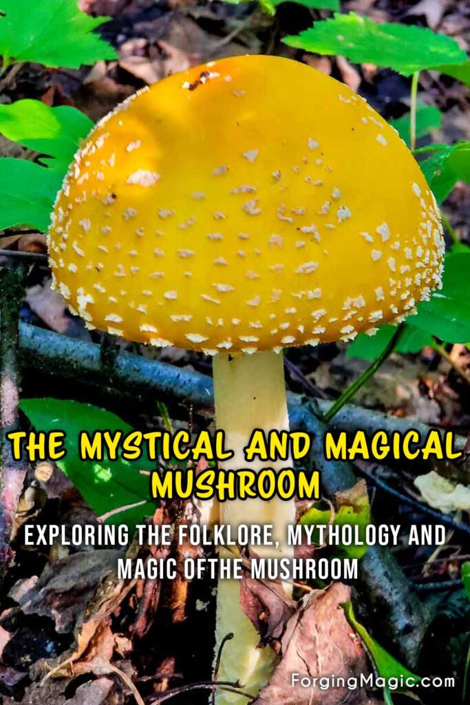 The Magical, Mystical and Sacred Mushroom