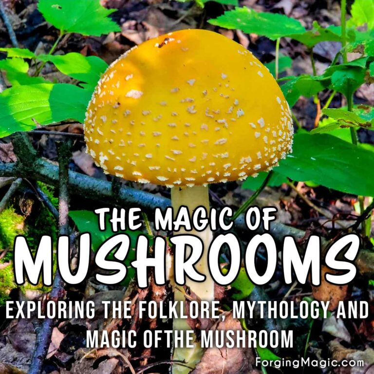 The Magical and Mystical Mushroom